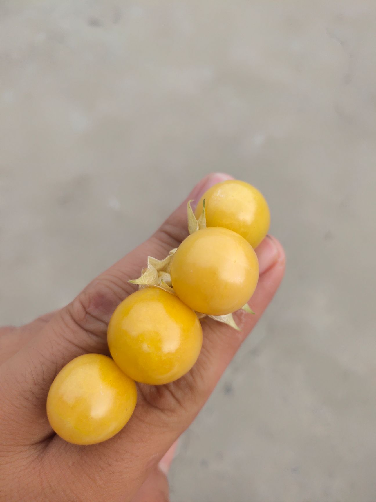 姑娘果  吉林大安  菇娘果  微量元素丰富