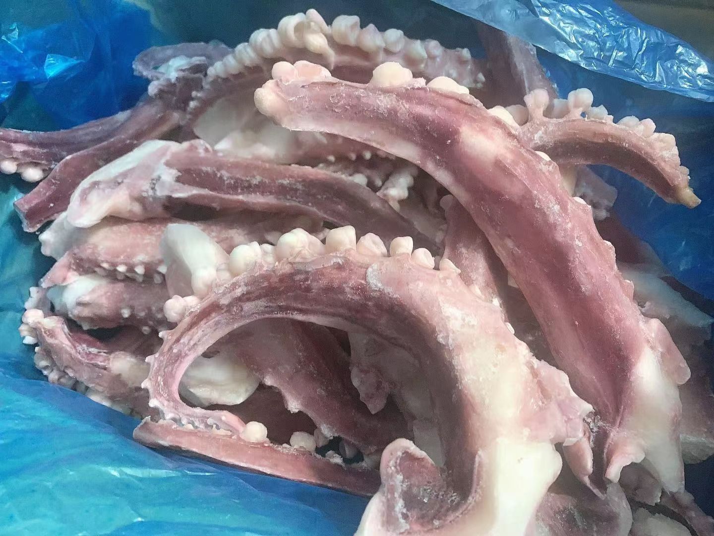 新鲜无冰衣大个脆口章鱼足脆口鱿鱼须烧烤食材新鲜速冻