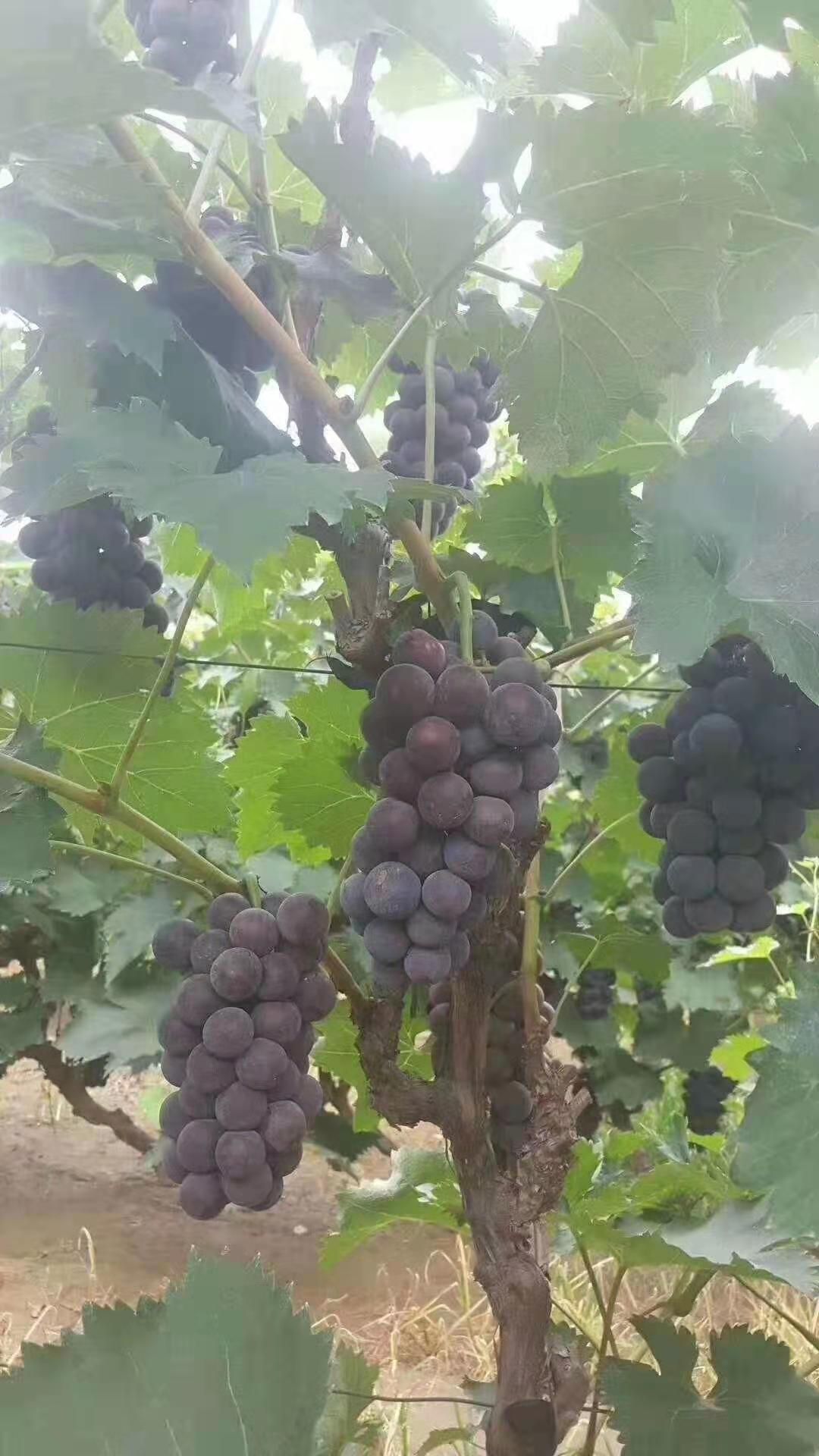 户太八号，京亚葡萄，大量现货供应，有需要的可以随时联系我
