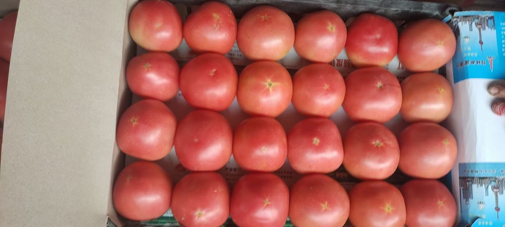 硬粉西红柿  本地西红柿，质量好，量大，欢迎采购