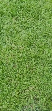 广州低价出售大叶油草