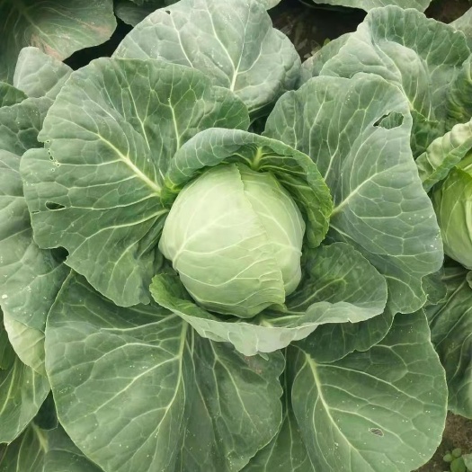 绿包菜 精品甘蓝