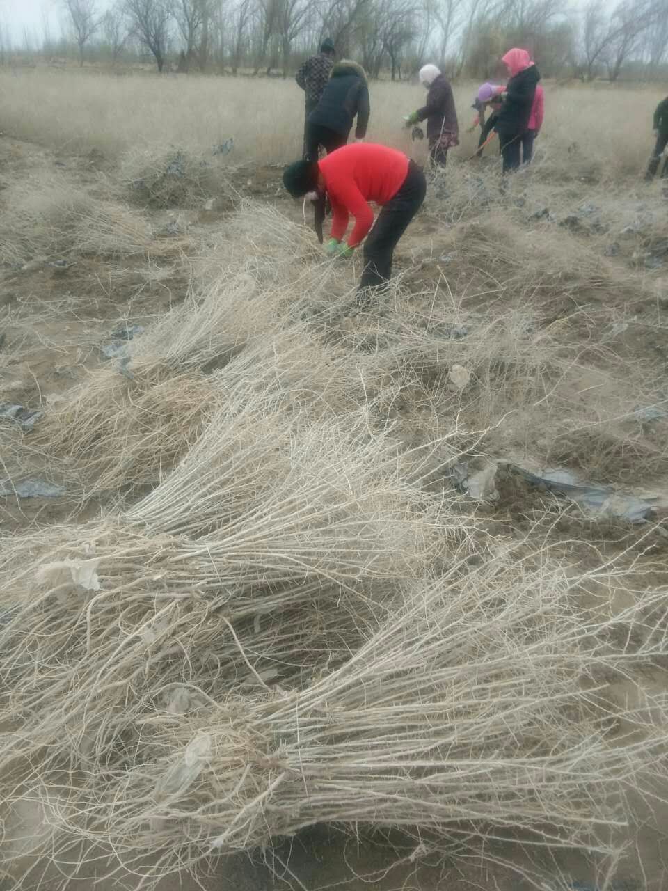 正宗黑枸杞苗木 中华黑杞一号 优质黑枸杞苗 黑枸杞树苗批发