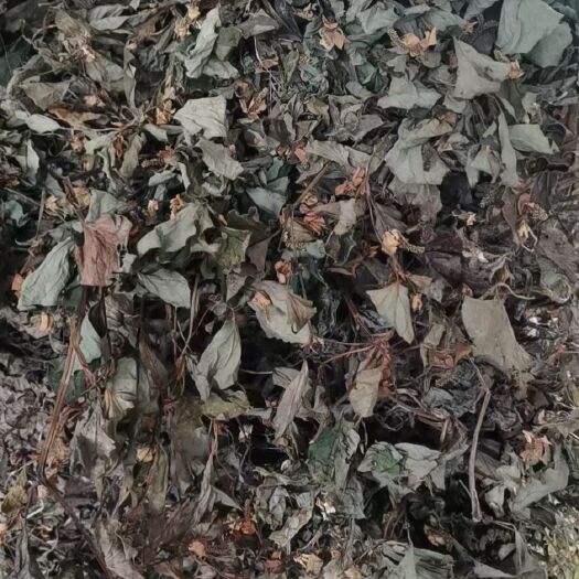 瓮安县鱼腥草，货干，颜色好