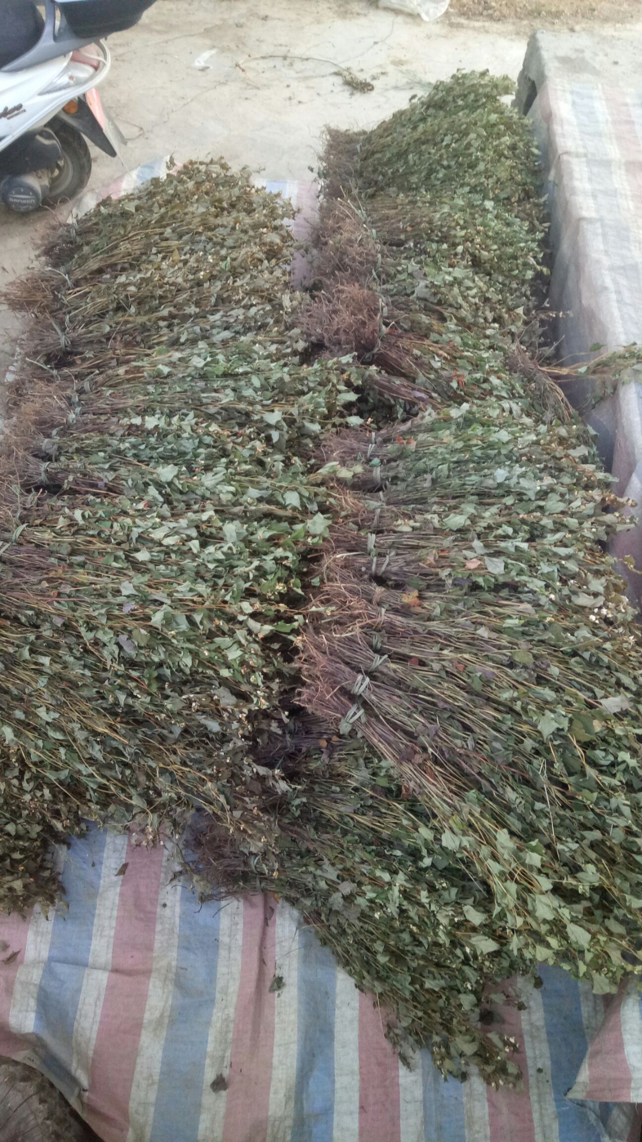 白茎鱼腥草  鱼腥草干品切片货有需要的可以下单食品级标准