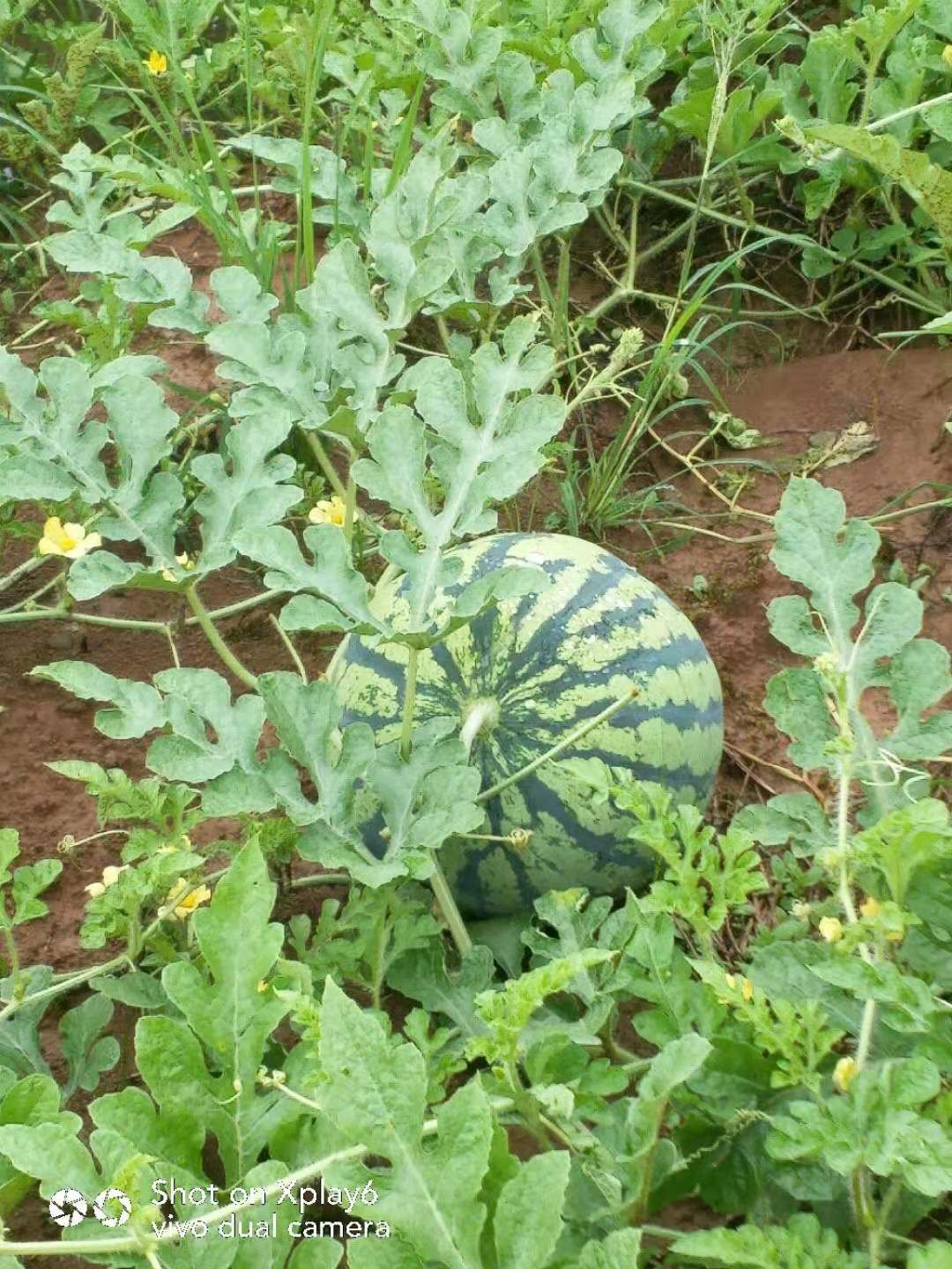 麒麟西瓜 8424麒麟瓜大量供应质量好，价格美丽