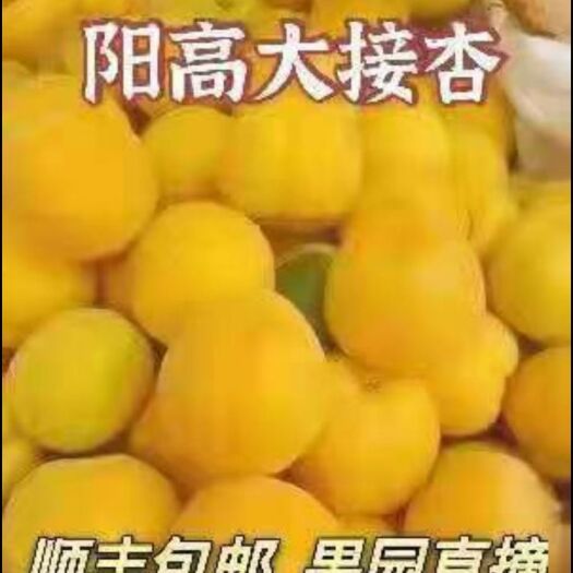 阳高县嫁接杏  阳高大接杏