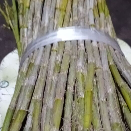 夹江县夹江叠鞘石斛（马棒条）