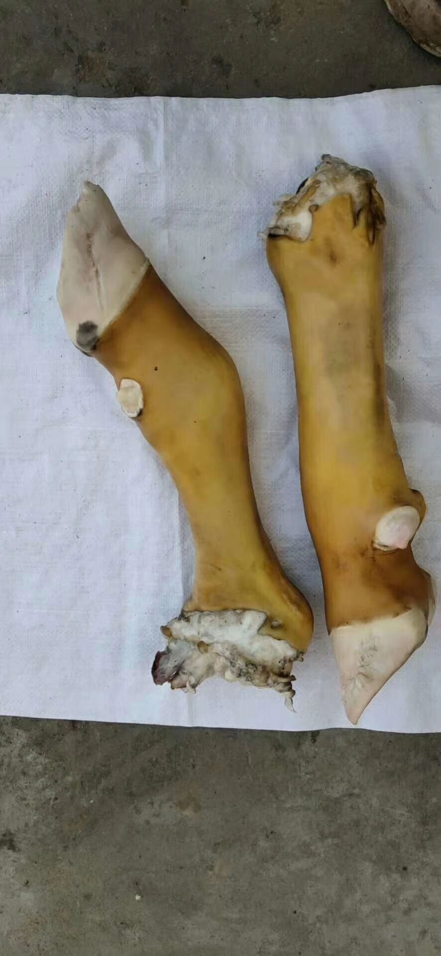 火烧毛大公牛牛蹄。可根据客户要求锯段。