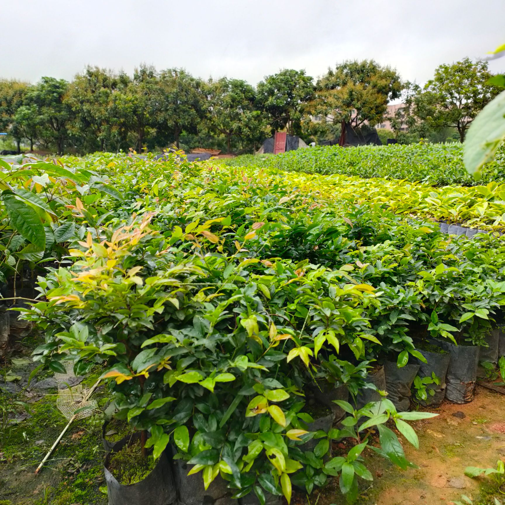 嘉宝果苗 沙巴嘉宝果树苗