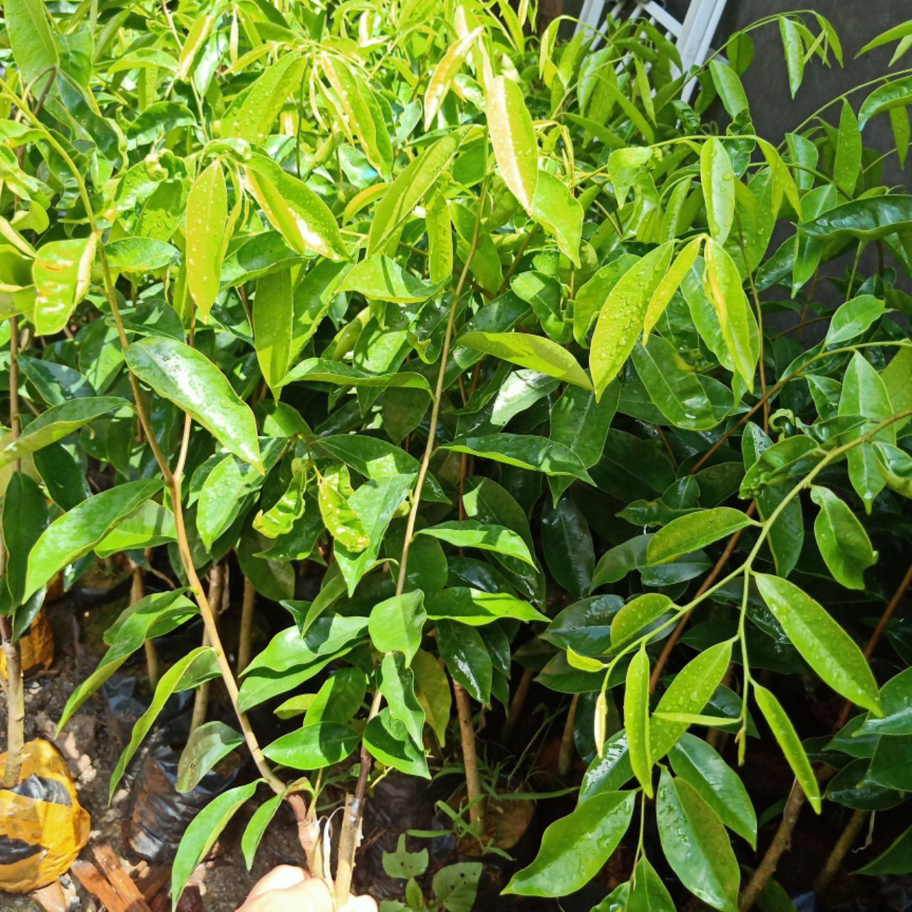 沉香苗  沉香树苗绿奇楠嫁接苗盆栽植物产地直销带营养杯发货