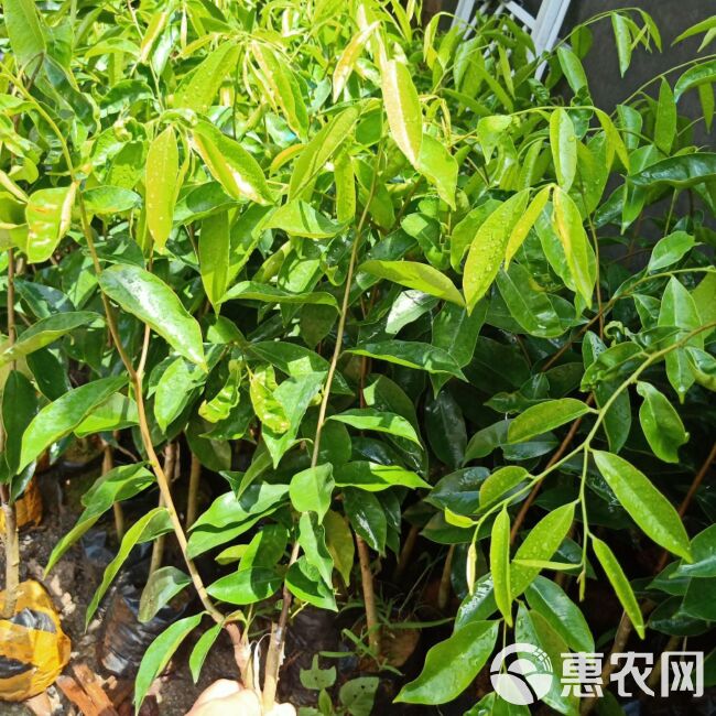 沉香苗  沉香树苗绿奇楠嫁接苗盆栽植物产地直销带营养杯发货