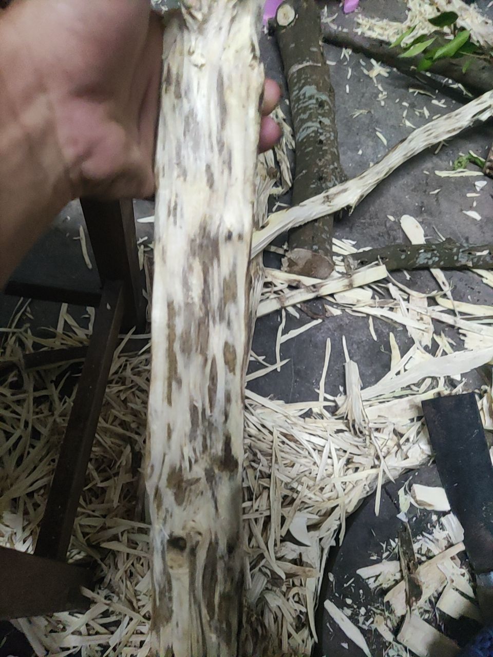 沉香中药材藤木类广东茂名电白区产地直供
奇楠沉香勾丝