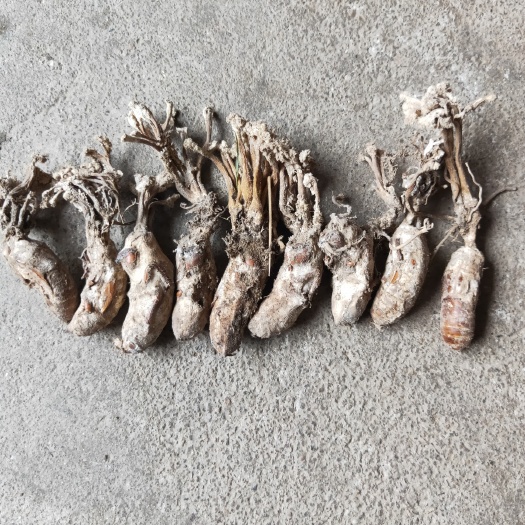 商城县金蝉花鲜货2024年新货竹林出品质优价廉数量有限先到先得