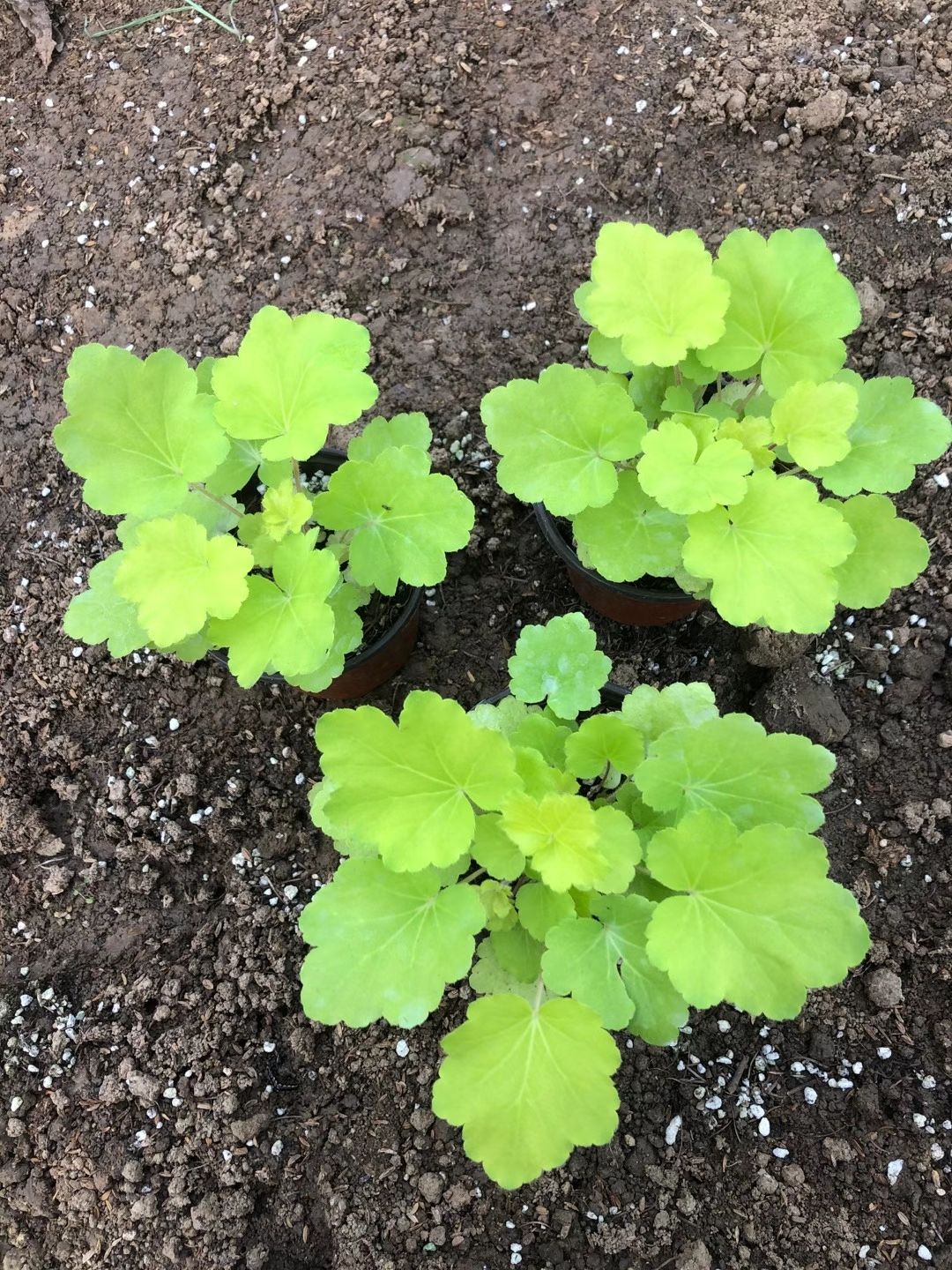 草花  矾根 矾根基地专业种植矾根