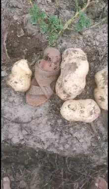 白心226土豆  质量优良 大量供应 诚信为本
