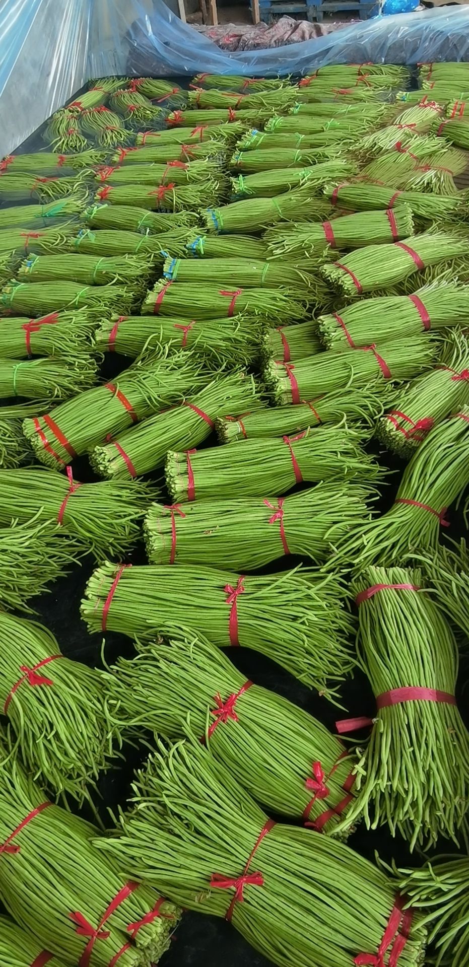 长豇豆  万亩长豆角，豇豆大量上市，万亩基地，