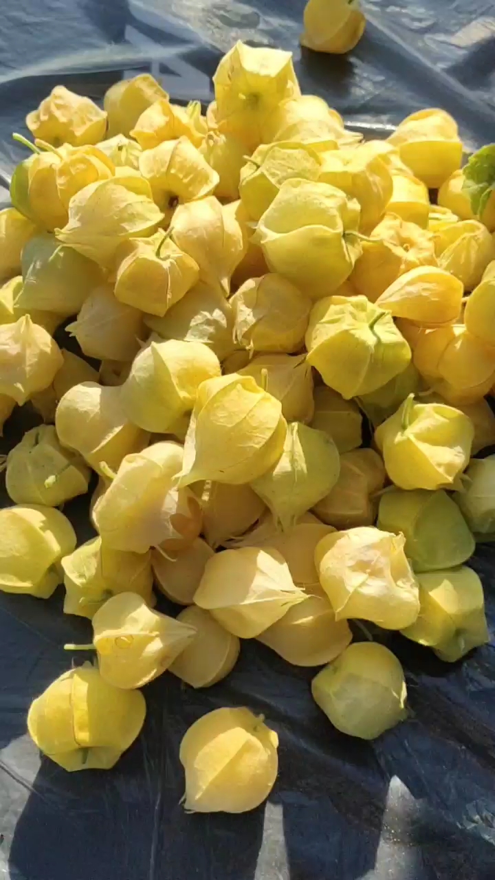 姑娘果  吉林大安  菇娘果  微量元素丰富