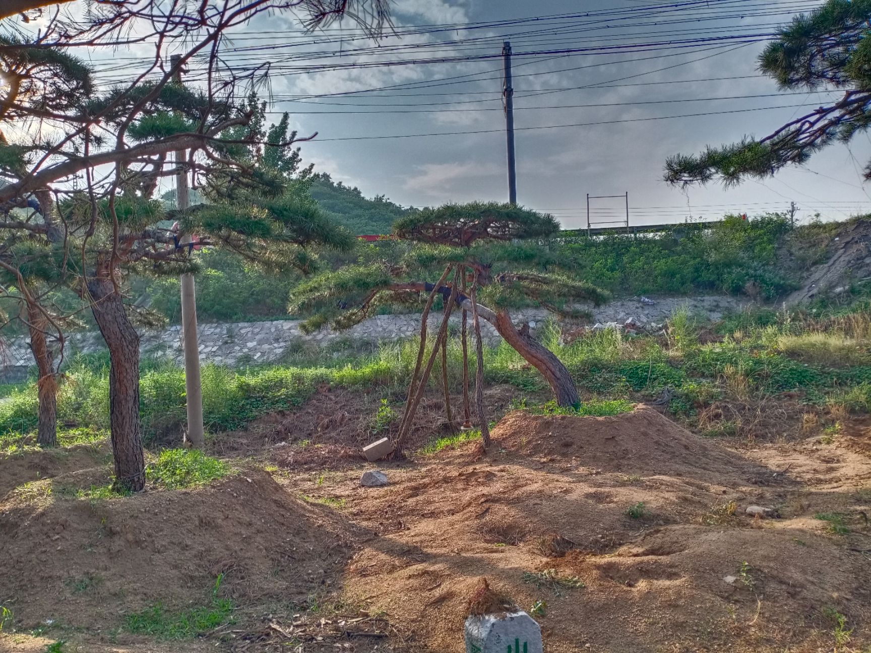 黑皮油松  造型松小精品