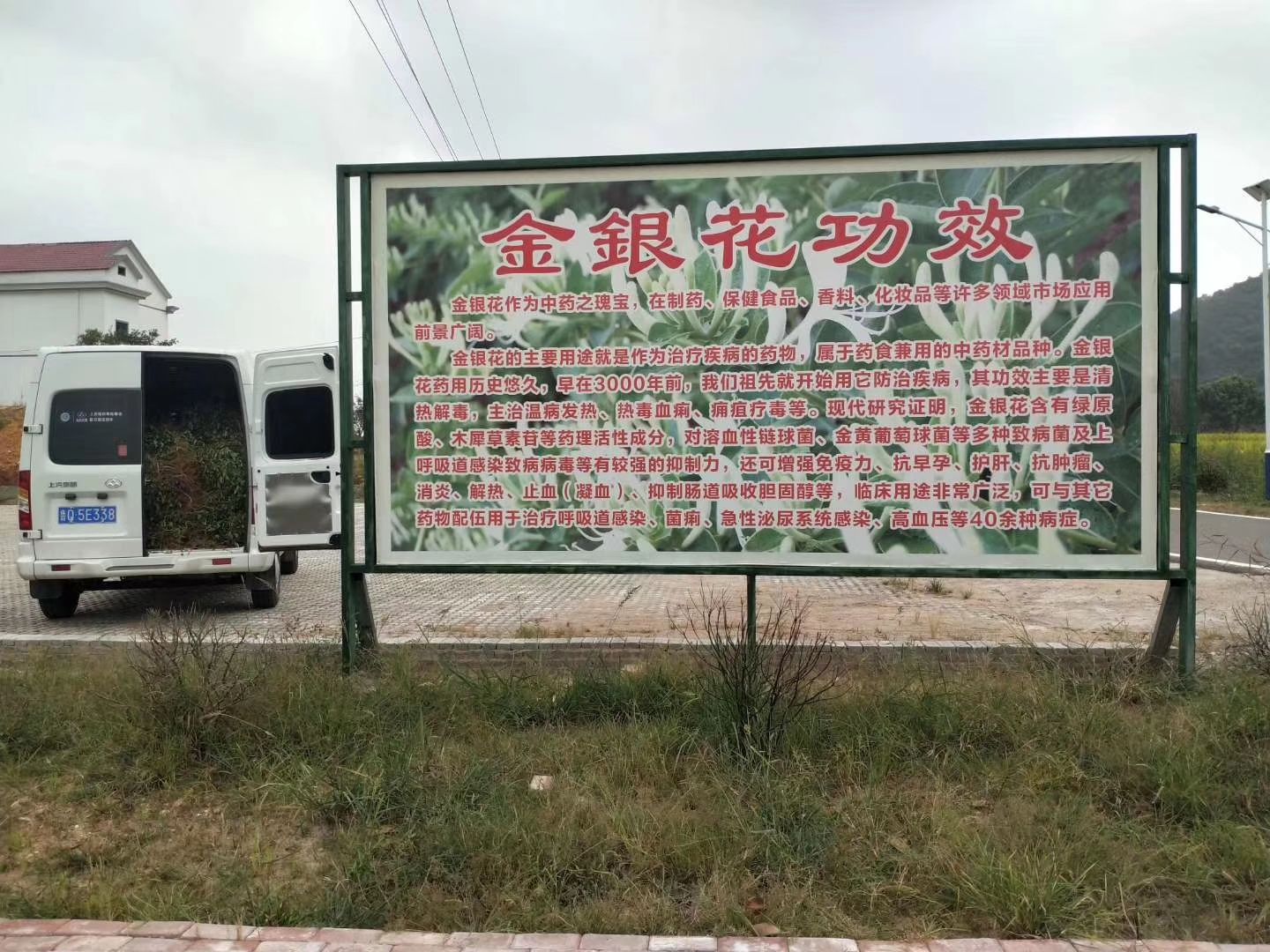 金花三号金银花苗 四季金银花树苗 树形金银花