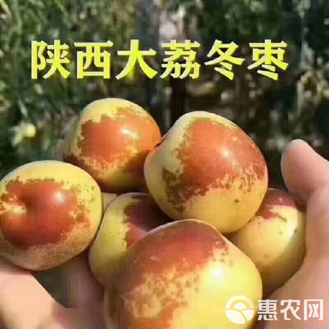 大荔冬枣