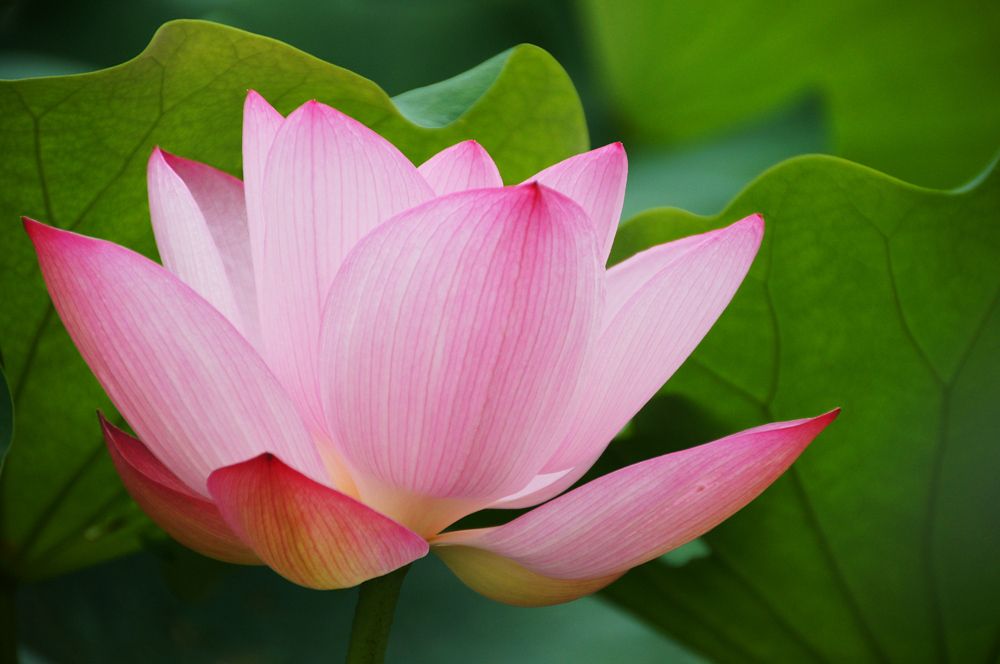  盆栽荷花工程苗