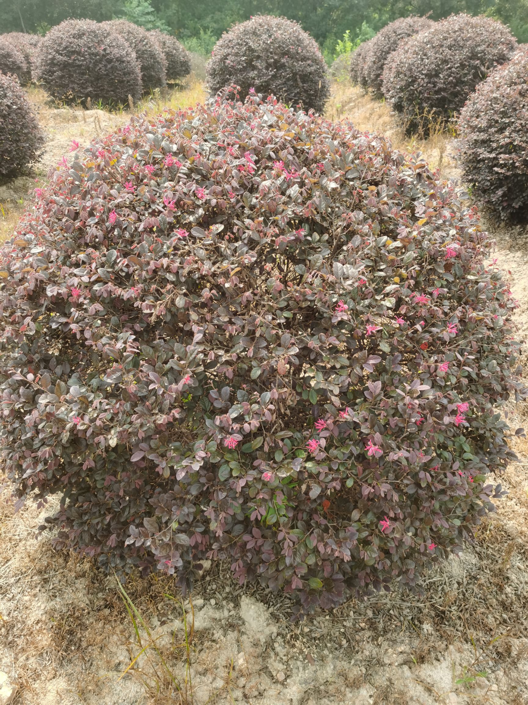 红花继木球苗，各种规格