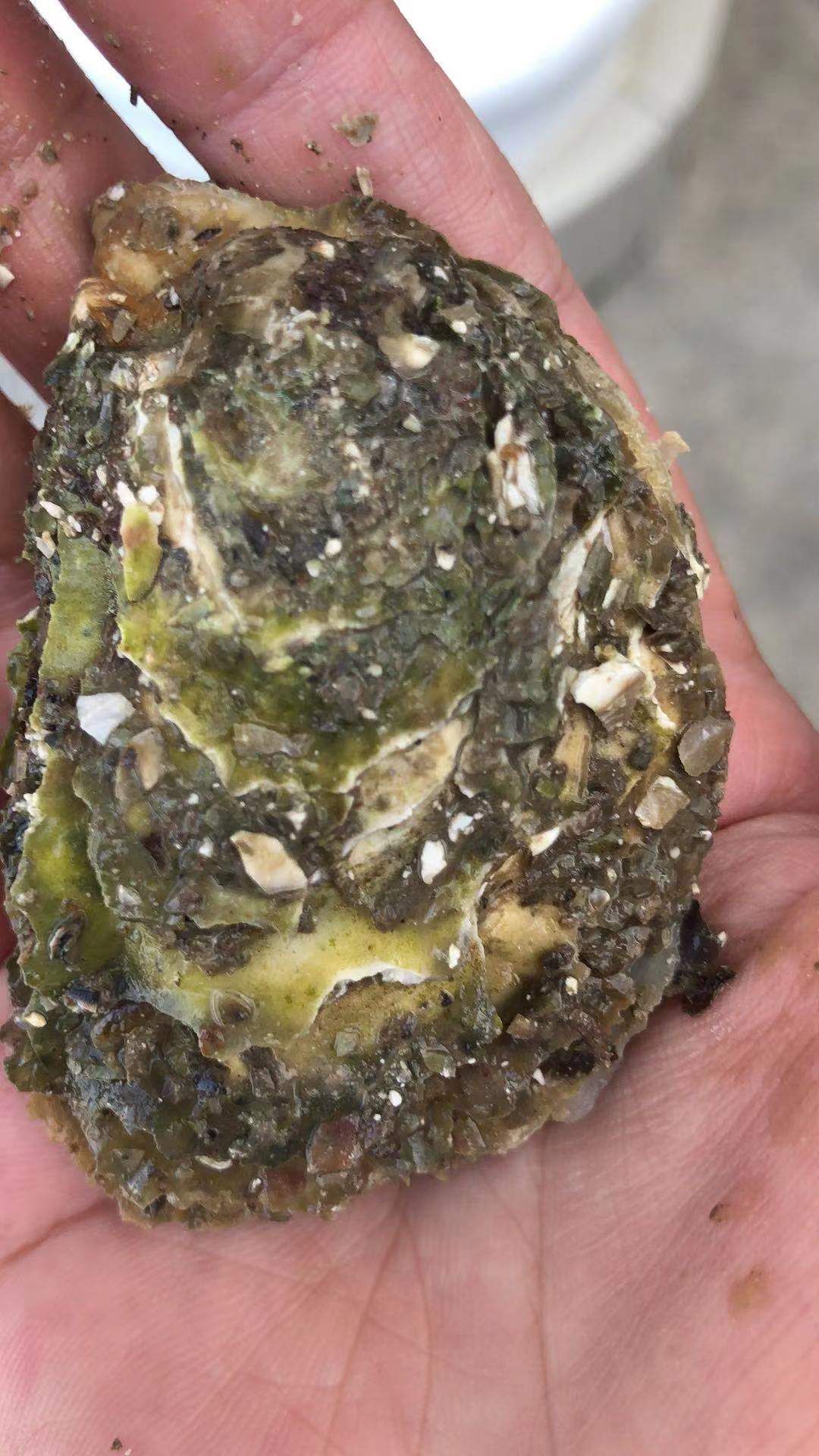 福建蚝，质优价廉的赚钱货