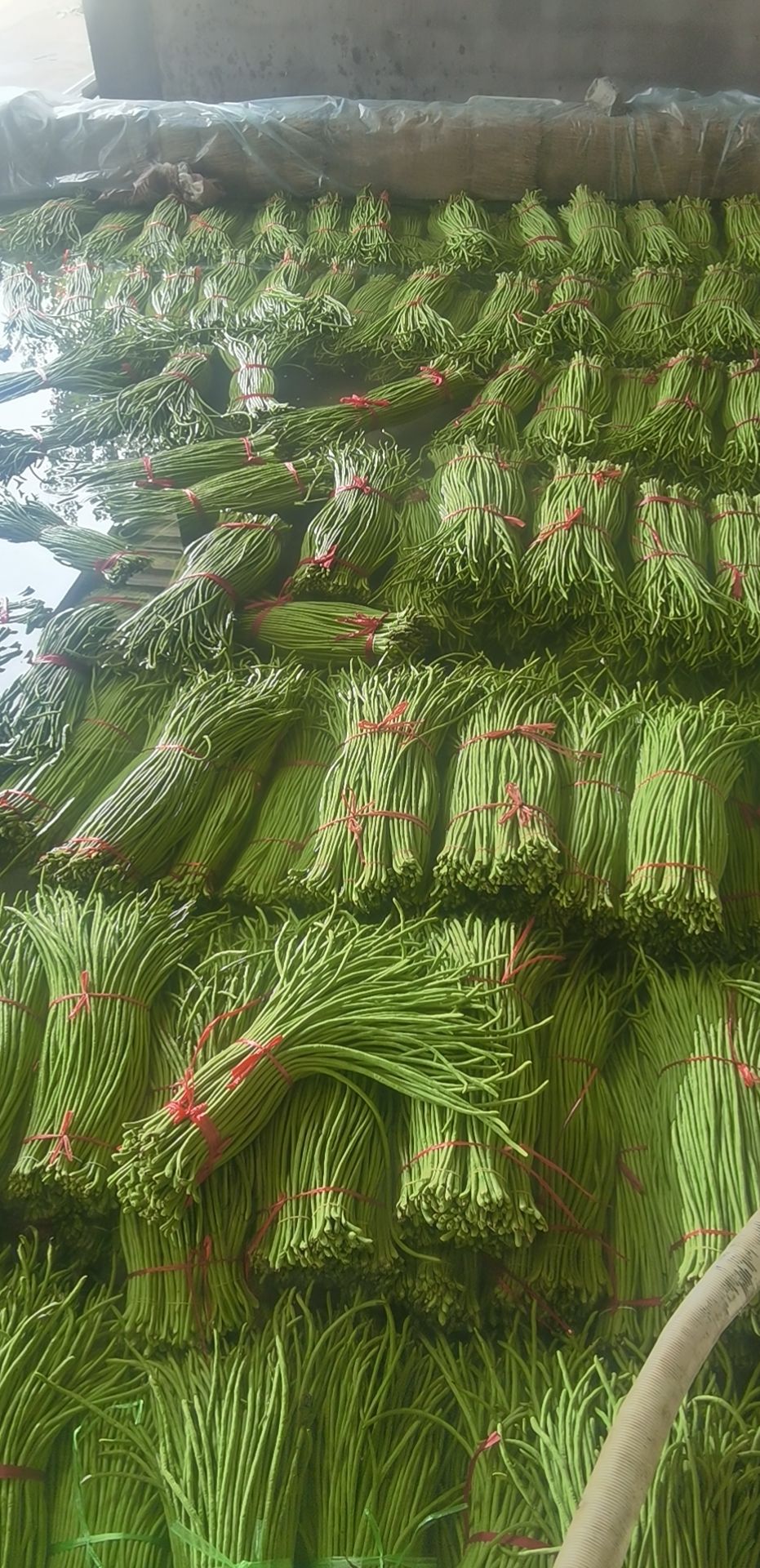 长豇豆  万亩长豆角，万亩基地，，大量有货，
