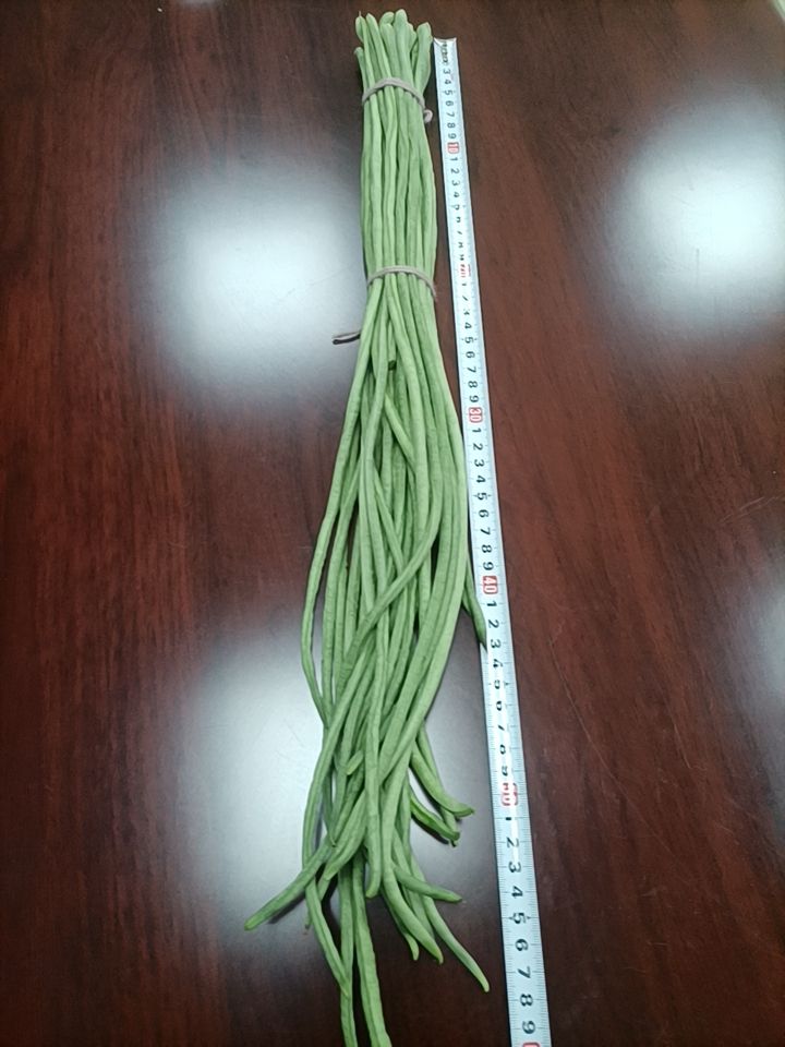 长豇豆  豇豆