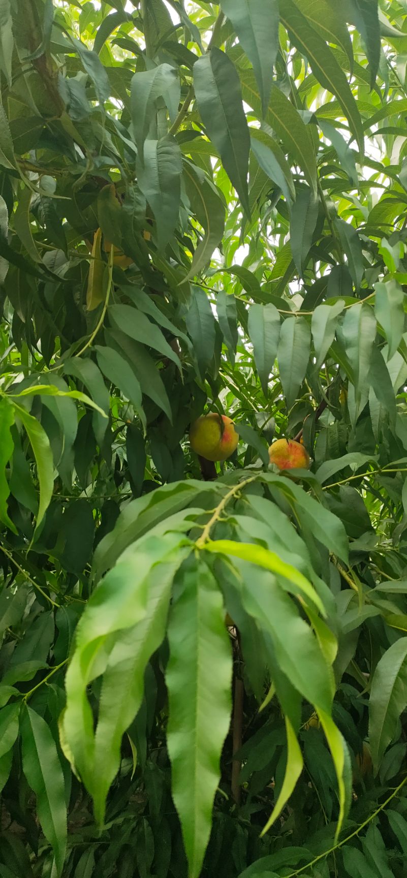 黄桃83 大量出售83黄桃