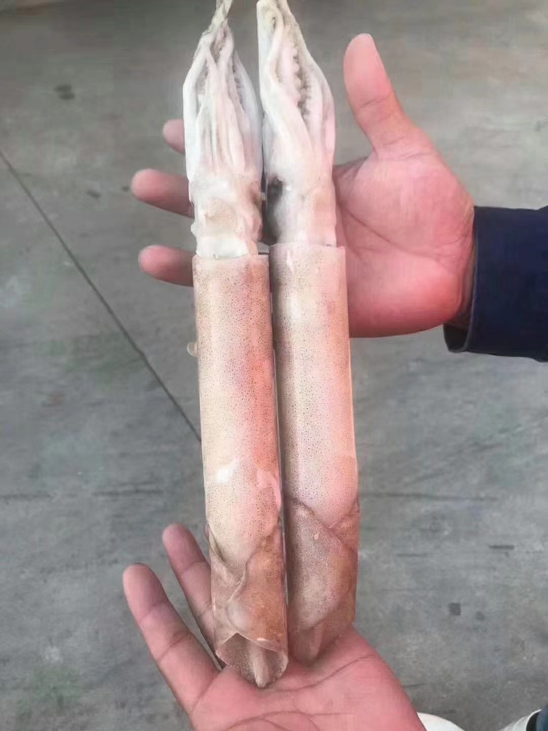 墨鱼 活冻鱿鱼笔管鱼超大鱿鱼鲜活海捕冷冻水产新鲜大鱿鱼