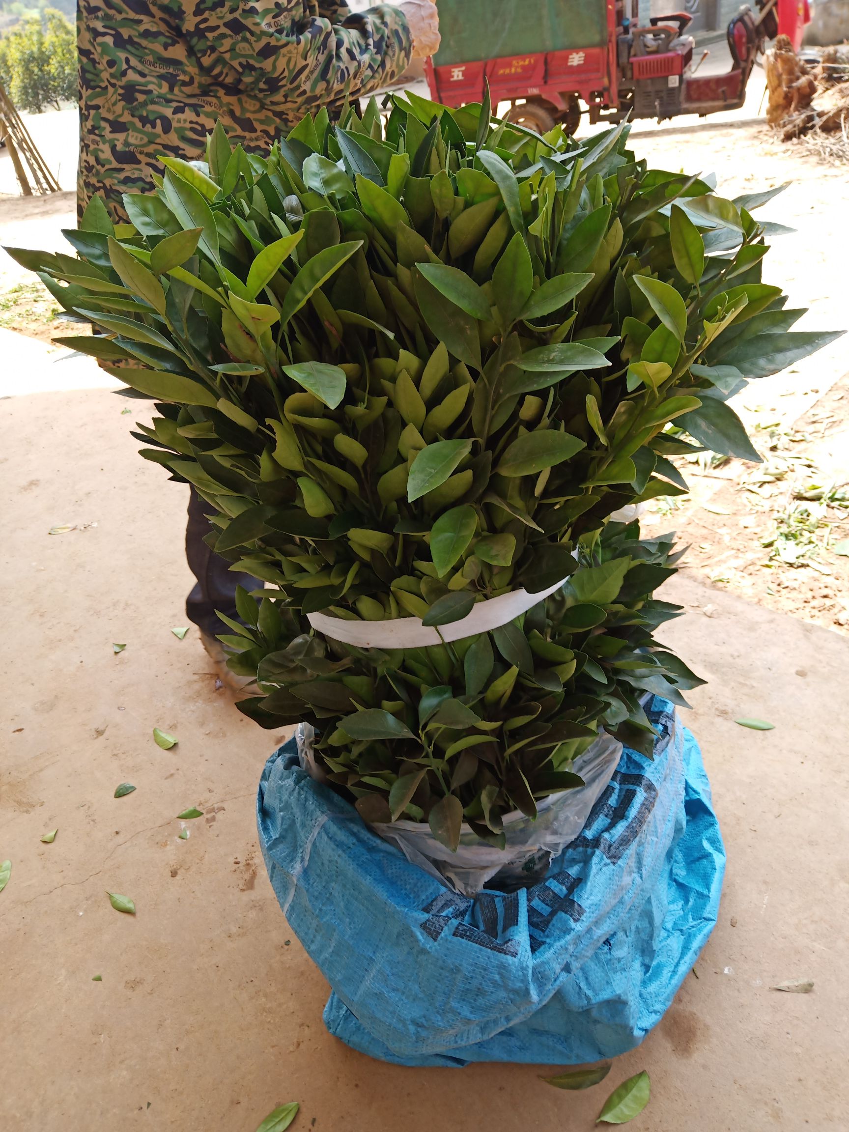 爱媛柑桔苗  柑橘苗一爱嫒38号