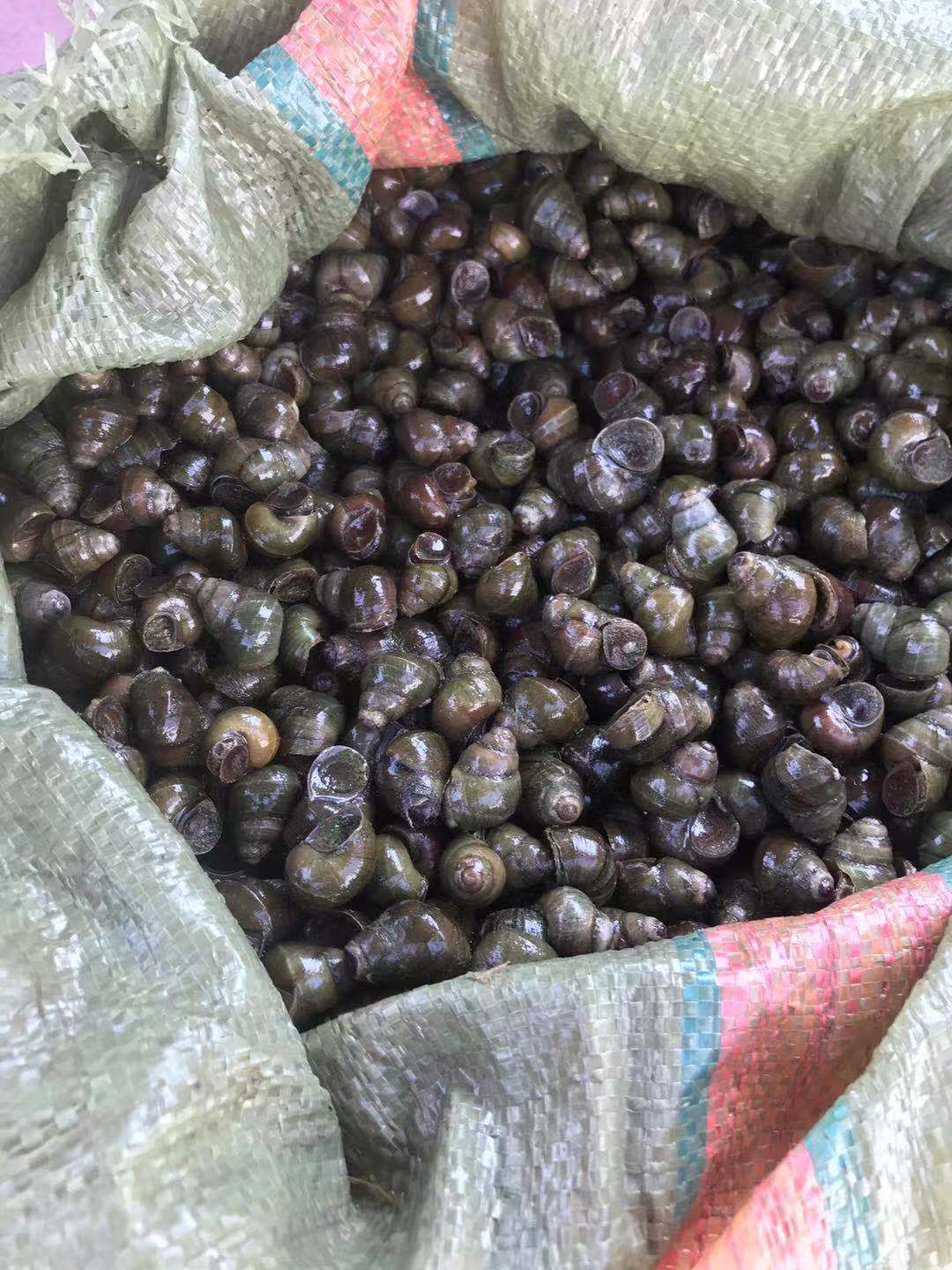 田螺.狮螺.饲料螺,大量供应,全国发货.