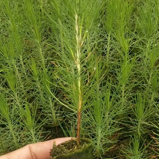 油松  湿地松苗 美国松苗根部好 成活率高