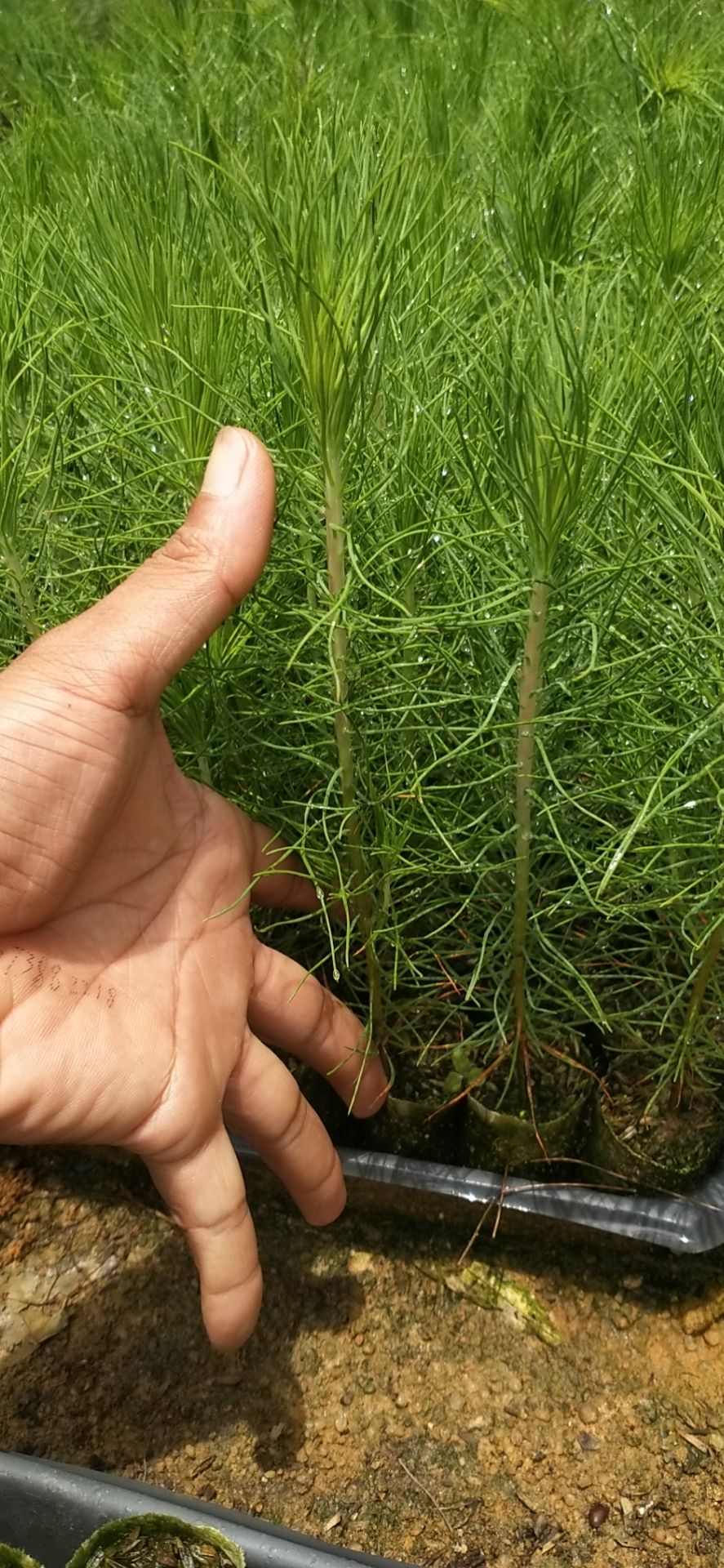 油松  湿地松苗 美国松苗根部好 成活率高