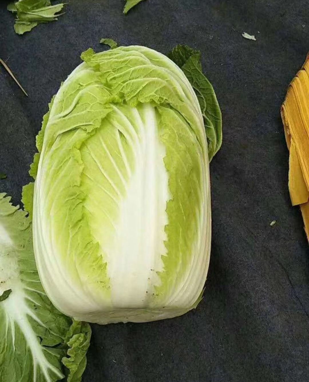 吉林黄心大白菜 大量上市