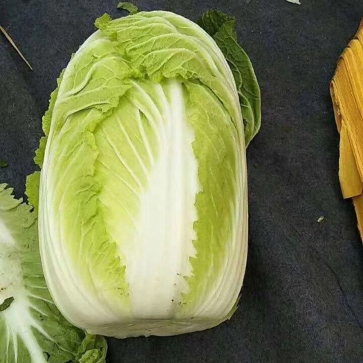 农安县吉林黄心大白菜 大量上市