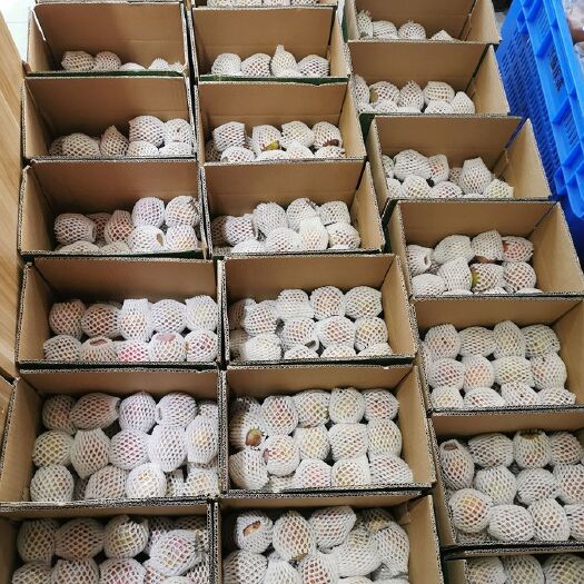 清流县芙蓉李，现摘现发，新鲜果好