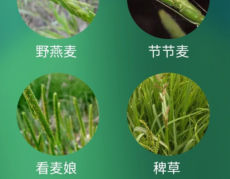 高效氟吡甲禾灵高盖杂草能花生大豆油菜禾本科杂草芦苇除草剂