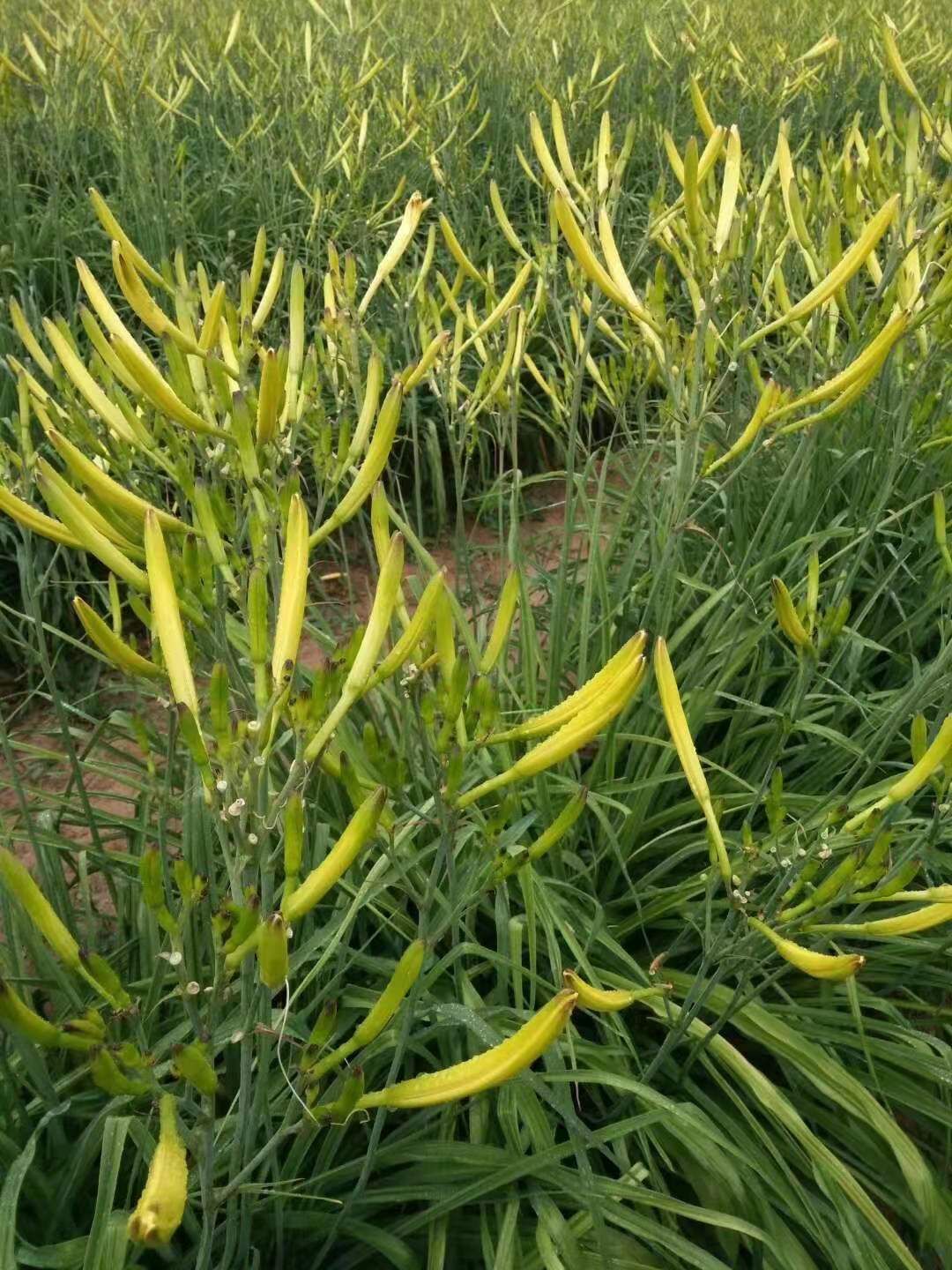 新鲜黄花菜 短期菜金，花粉香甜，有养颜，煲汤，凉拌，炒菜。