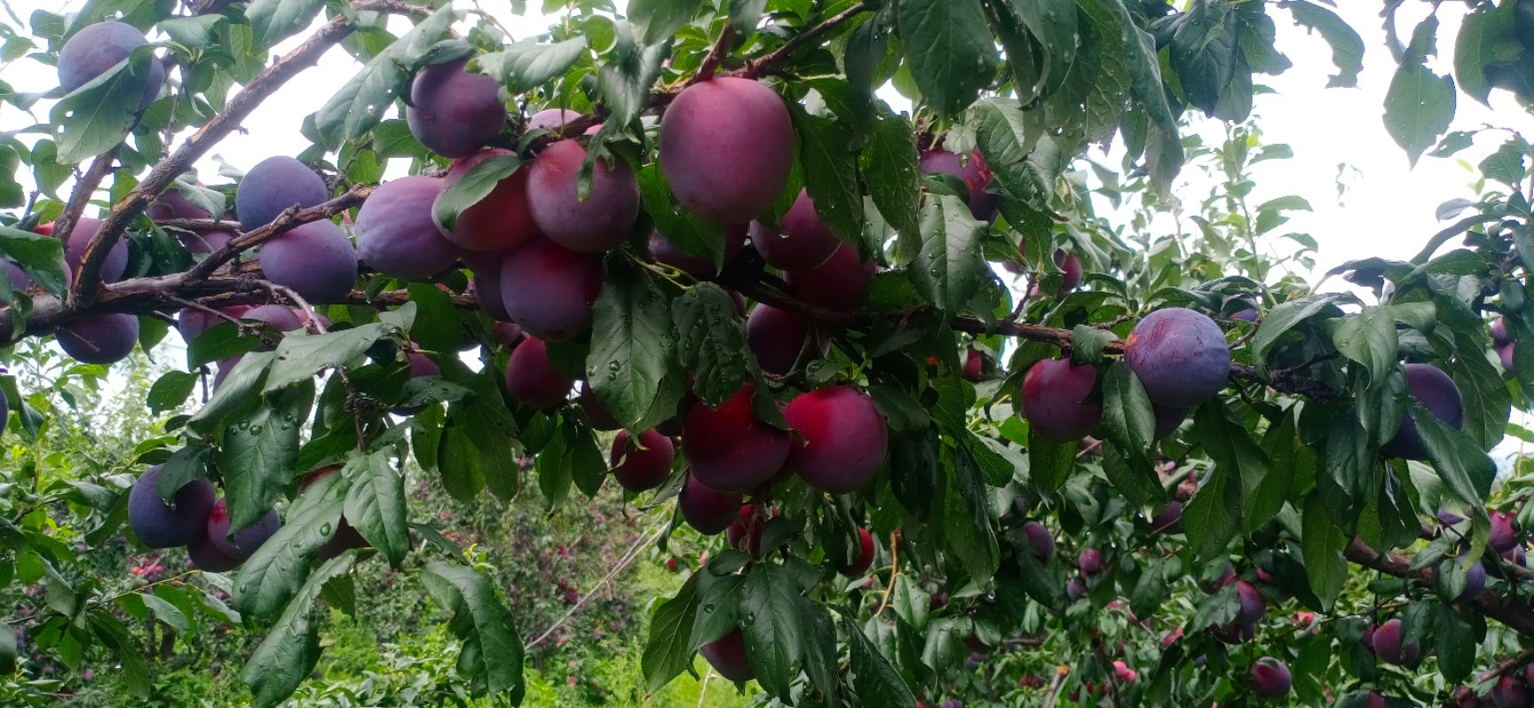  大凉山会理大红李子已经上市了