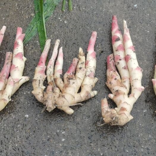 绵阳仔姜 颜色白，头子红，板形正，个头大
