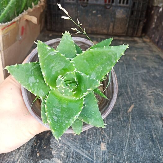 青州市 芦荟