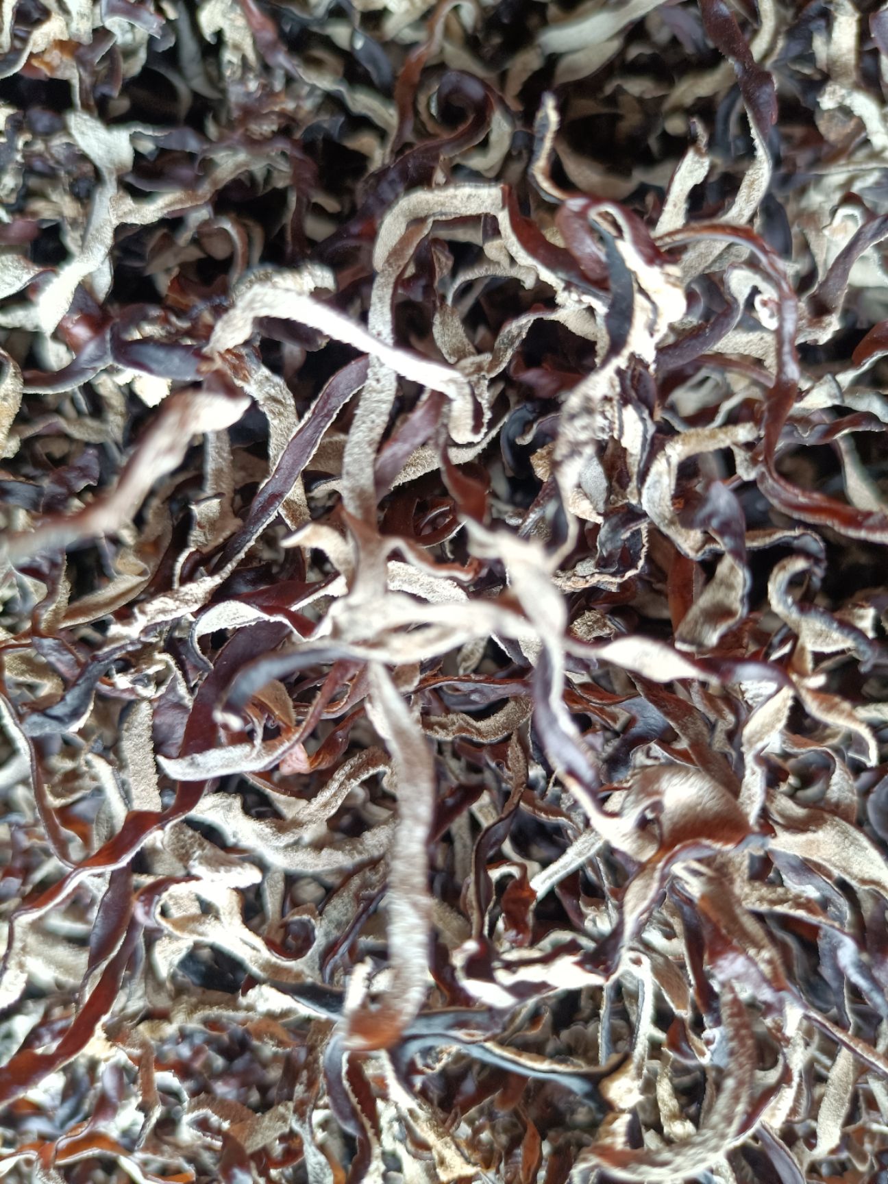 木耳丝生产厂家 高品质新鲜干木耳丝 精选优白背木耳丝批发零售