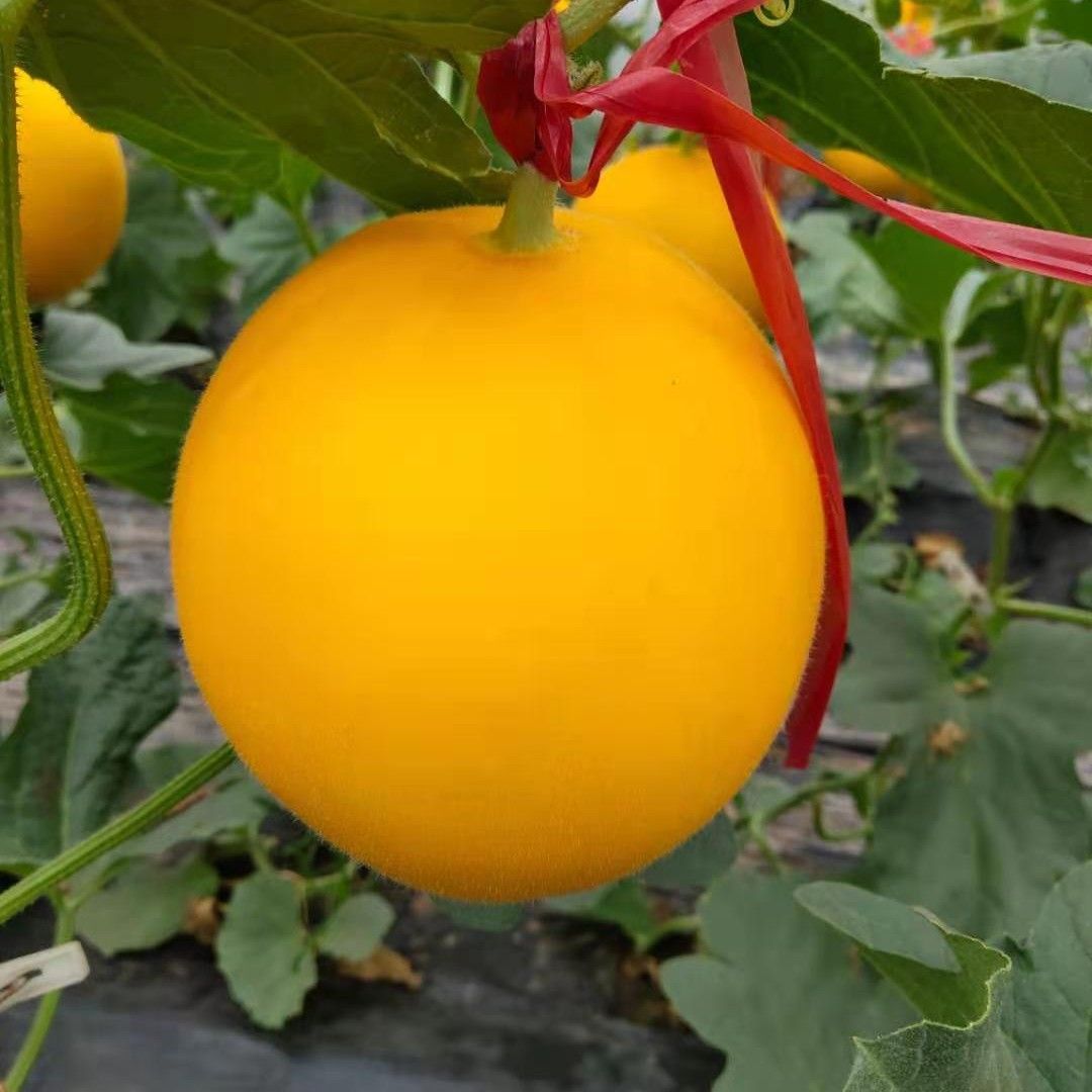 久红瑞甜瓜香瓜 黄金蜜瓜产地直供
超市电商货九红瑞瑞红红瓜