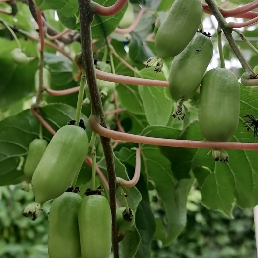  软枣猕猴桃已逐渐长大，供不应求，有需求的客户可以提前预定！