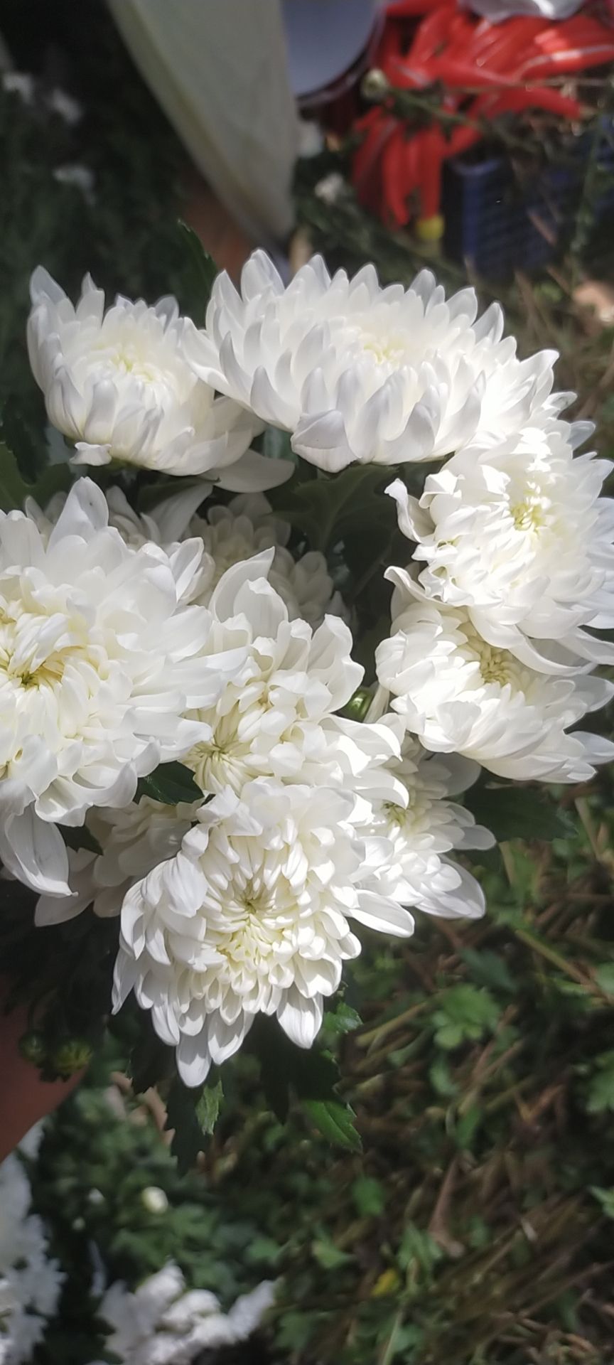 白菊 优质白善，有量！需要的老板联系！