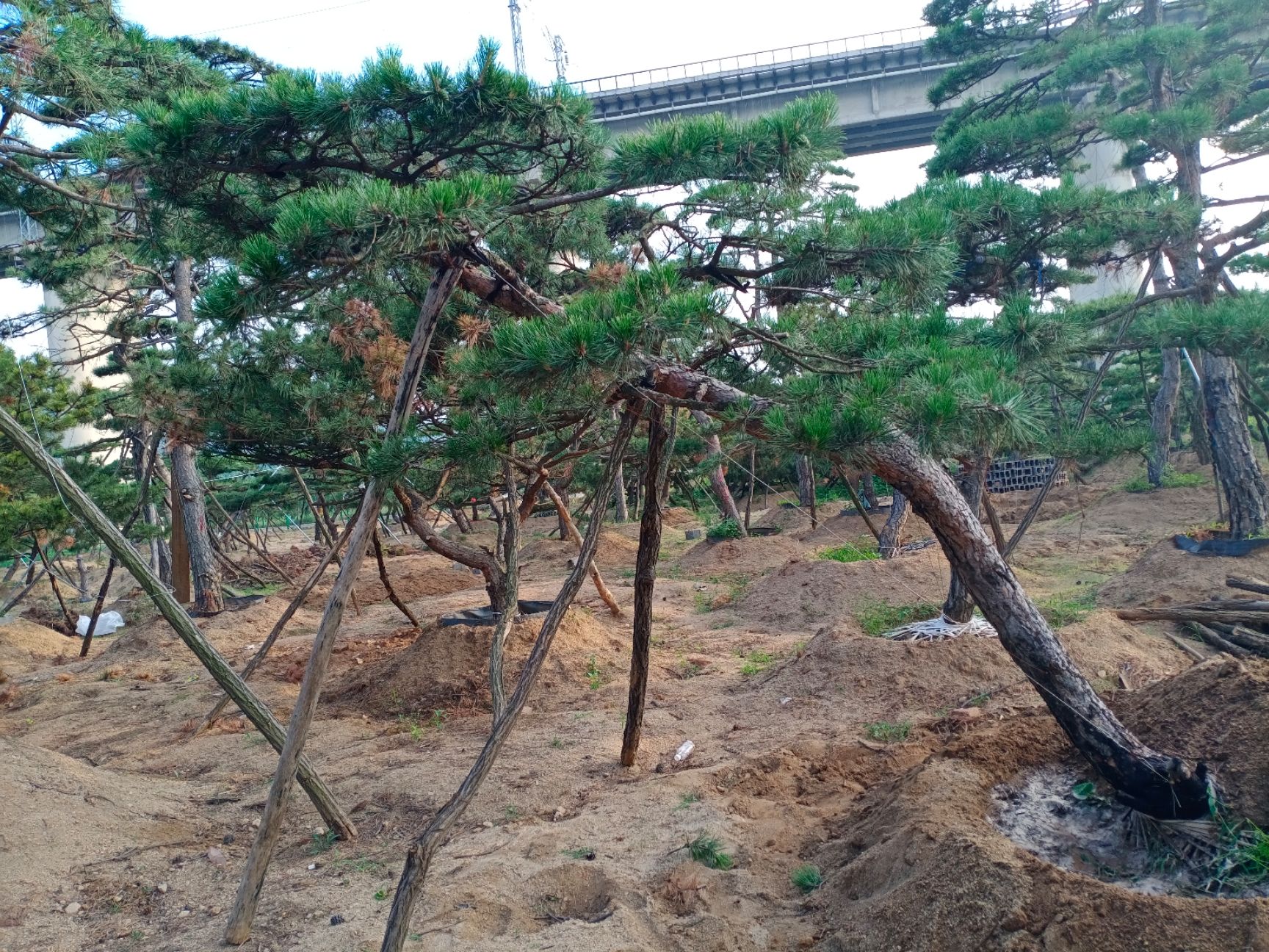 造型油松 造型松