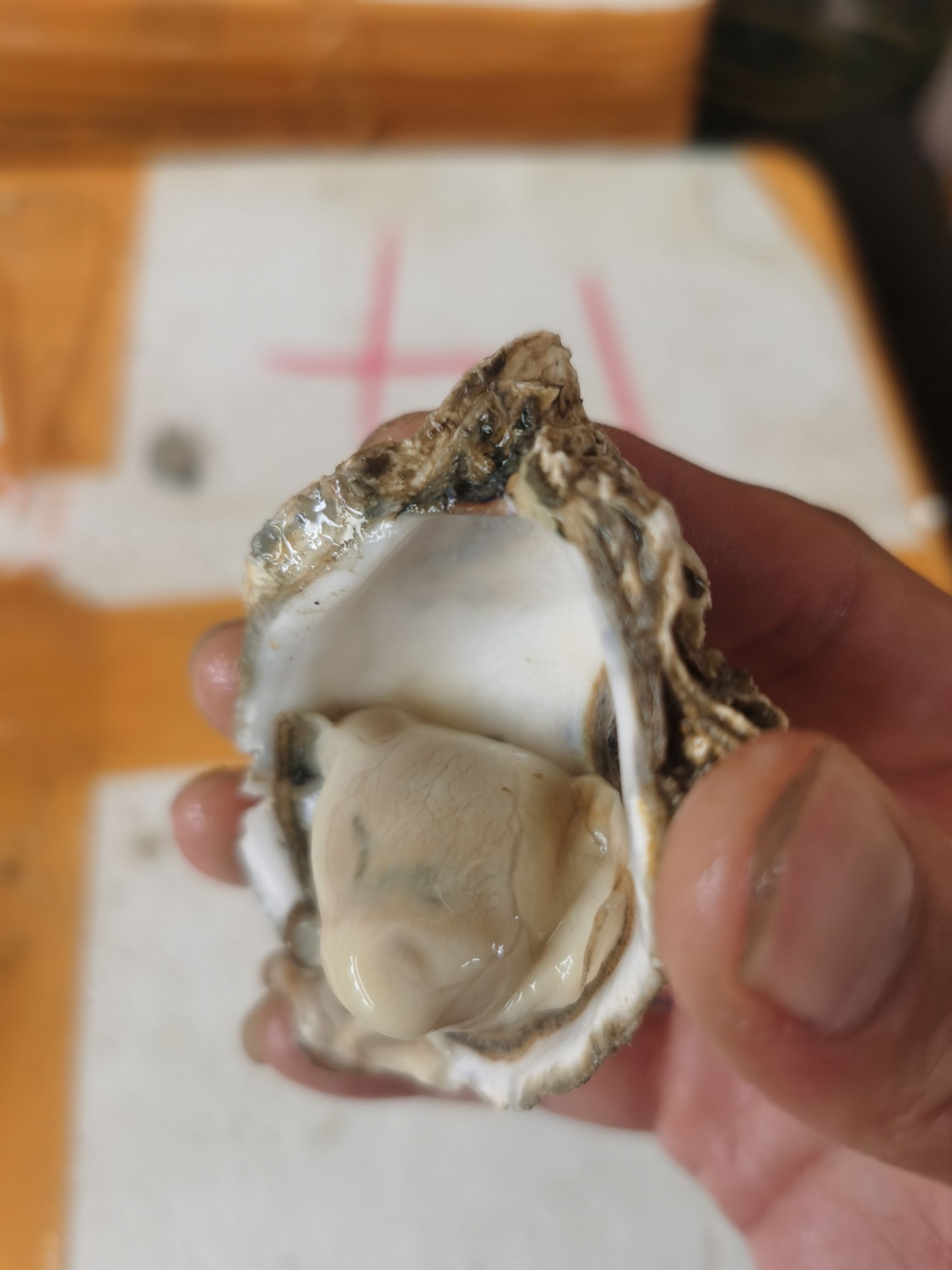 三倍体生蚝  台山三倍体1+ 不起粉 肉质脆甜 烧烤不爆浆 批发